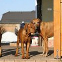 Phoebe (3r.+8m.), Buffy (5,5m.) & Lili (10r.+10m.)